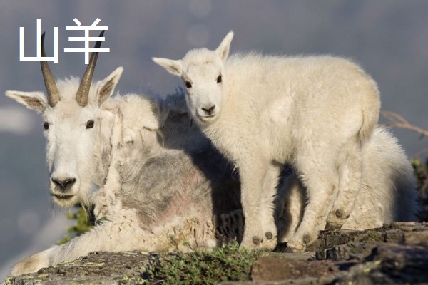 哪些羊很常见,包括绵羊、山羊、湖羊