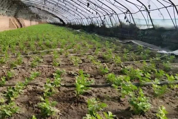 春季大棚芹菜怎么种植，播种前用清水浸泡24小时