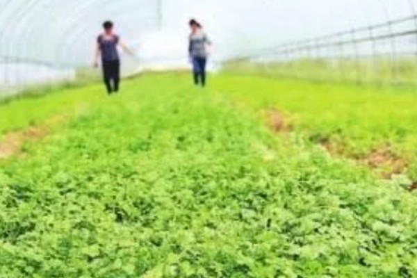 春季大棚芹菜怎么种植，播种前用清水浸泡24小时