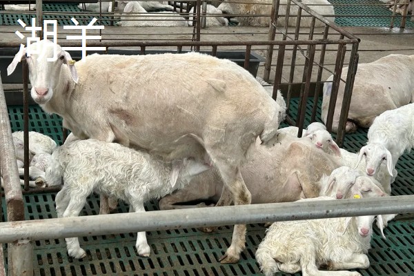 哪些羊很常见,包括绵羊、山羊、湖羊