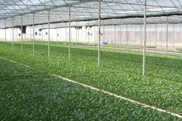 春季大棚芹菜怎么种植，播种前用清水浸泡24小时