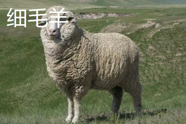 哪些羊很常见,包括绵羊、山羊、湖羊