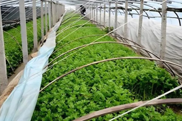 春季大棚芹菜怎么种植，播种前用清水浸泡24小时