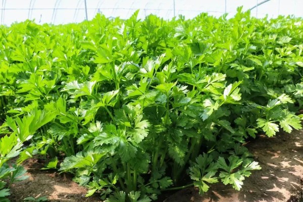 春季大棚芹菜怎么种植，播种前用清水浸泡24小时