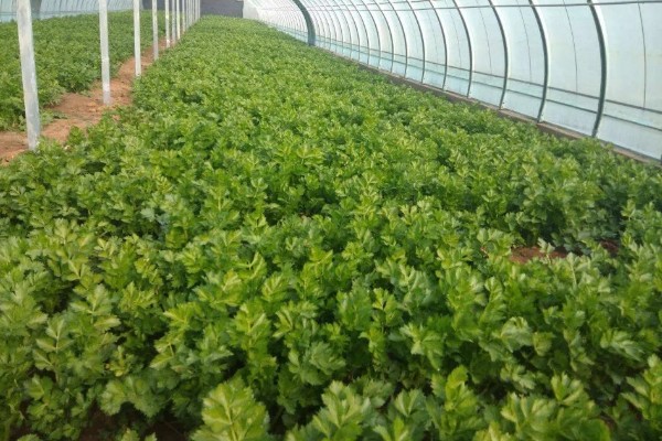 春季大棚芹菜怎么种植，播种前用清水浸泡24小时