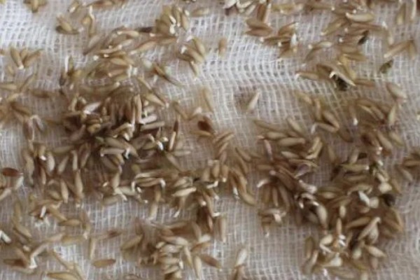 春季大棚芹菜怎么种植，播种前用清水浸泡24小时