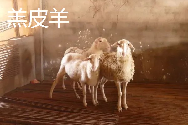 哪些羊很常见,包括绵羊、山羊、湖羊