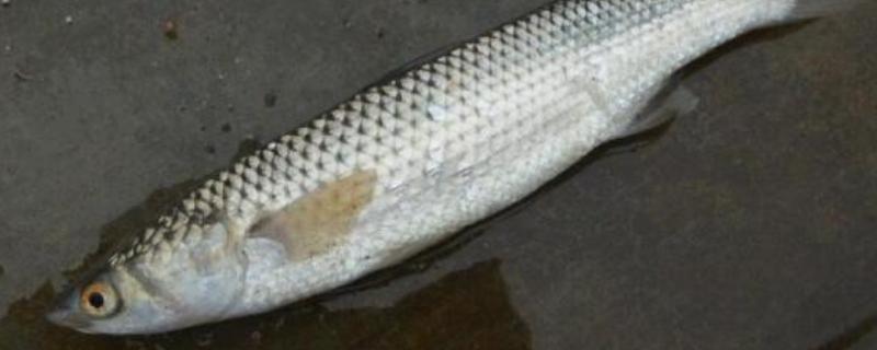 梭鱼能不能钓，适合在石头较多的地方作钓