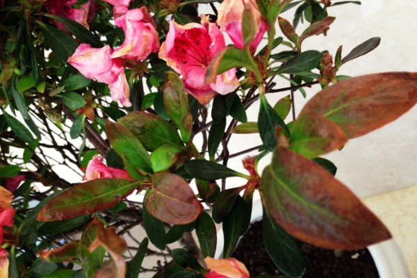 杜鹃花为何会焦叶，缺少养分、光照不适都是常见原因