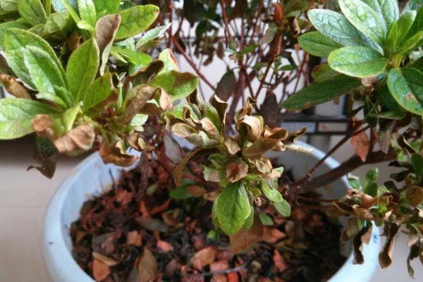 杜鹃花为何会焦叶，缺少养分、光照不适都是常见原因