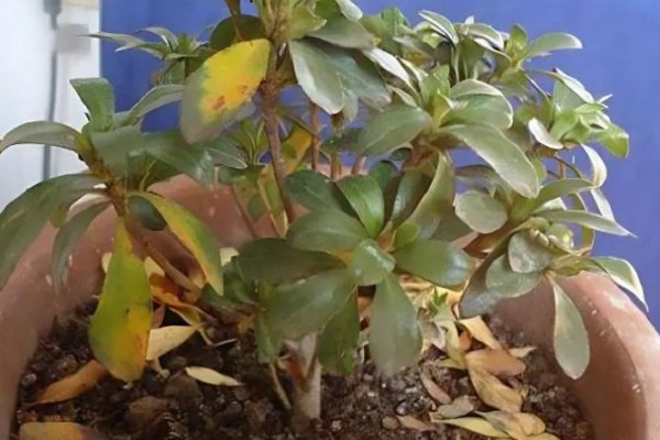 杜鹃花为何会焦叶，缺少养分、光照不适都是常见原因