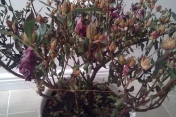 杜鹃花为何会焦叶，缺少养分、光照不适都是常见原因