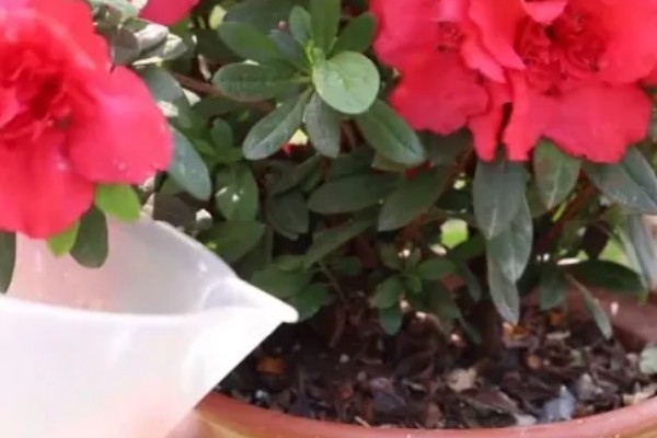 杜鹃花为何会焦叶，缺少养分、光照不适都是常见原因