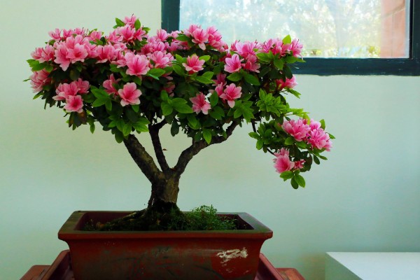 杜鹃花为何会焦叶，缺少养分、光照不适都是常见原因