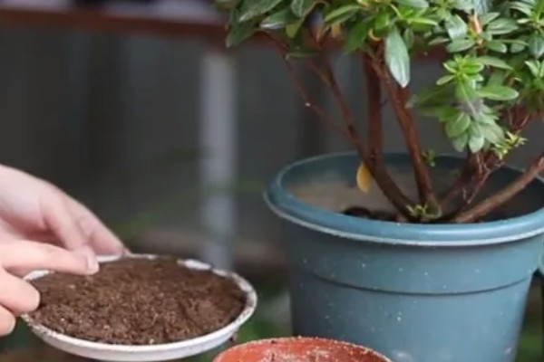 杜鹃花为何会焦叶，缺少养分、光照不适都是常见原因