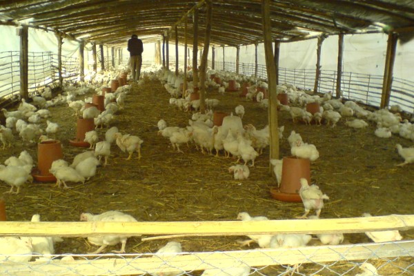 农村养鸡禁忌，以下8点要注意