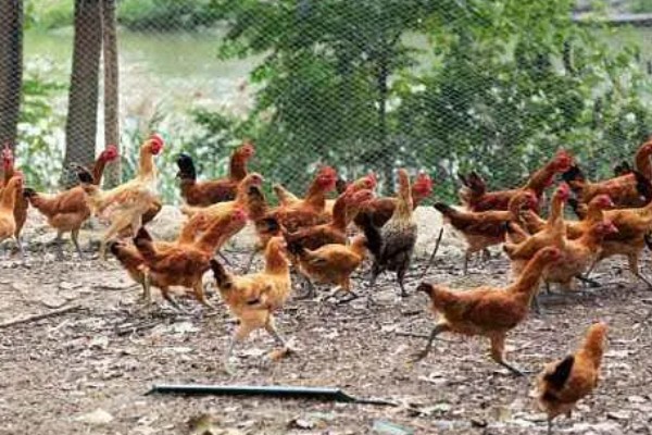 农村养鸡禁忌，以下8点要注意