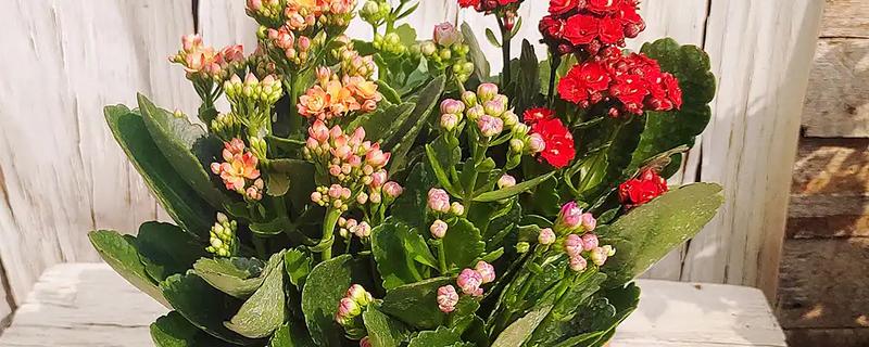 为什么长寿花光长叶不开花，可能是光照不足所致