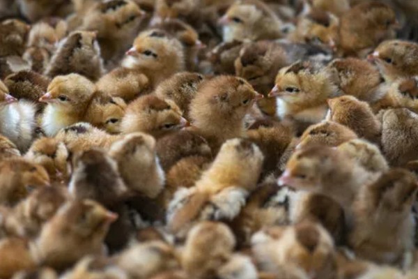 农村养鸡禁忌，以下8点要注意