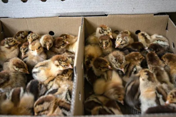 农村养鸡禁忌，以下8点要注意