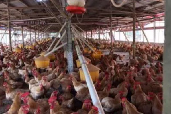 农村养鸡禁忌，以下8点要注意