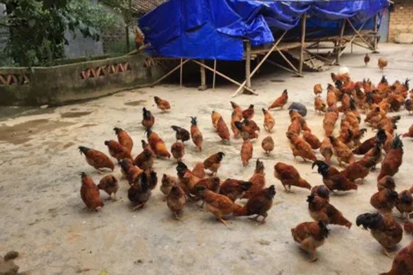 农村养鸡禁忌，以下8点要注意