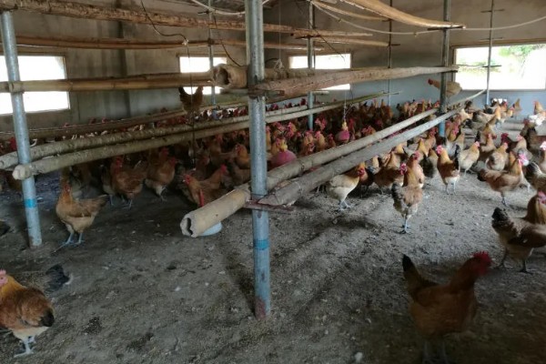 农村养鸡禁忌，以下8点要注意