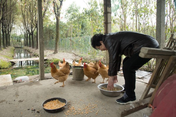 农村养鸡禁忌，以下8点要注意