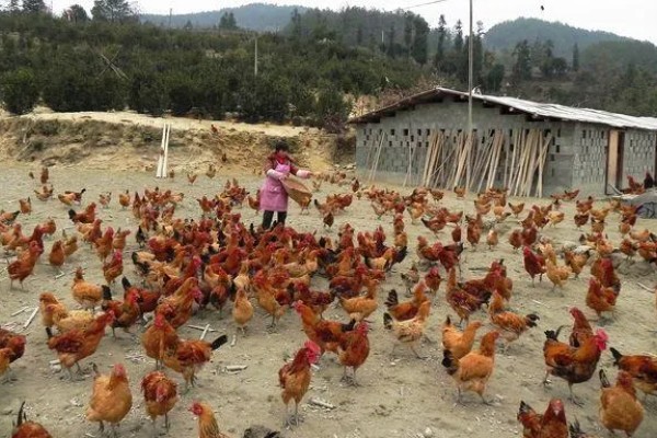 农村养鸡禁忌，以下8点要注意