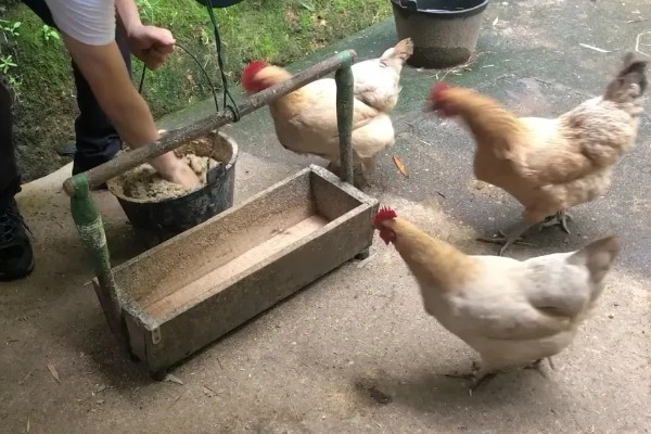 农村养鸡禁忌，以下8点要注意