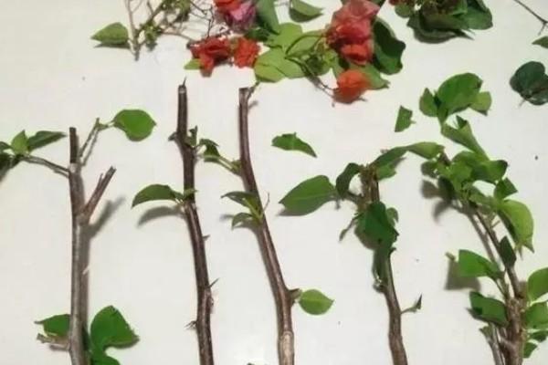 叶子花的扦插方法，插入土壤的深度为5厘米左右