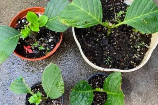 叶子花的扦插方法，插入土壤的深度为5厘米左右