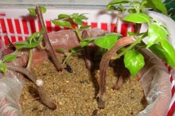 叶子花的扦插方法，插入土壤的深度为5厘米左右