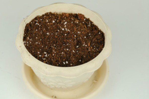 叶子花的扦插方法，插入土壤的深度为5厘米左右