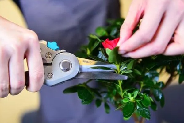 叶子花的扦插方法，插入土壤的深度为5厘米左右