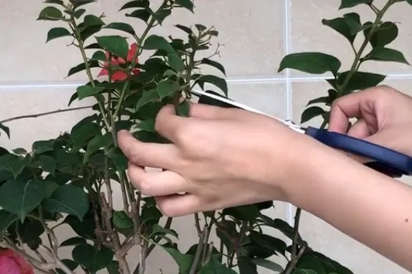 叶子花的扦插方法，插入土壤的深度为5厘米左右