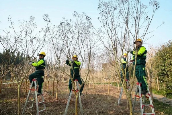 楸树的种植要点，长到一定程度时要修剪枝条