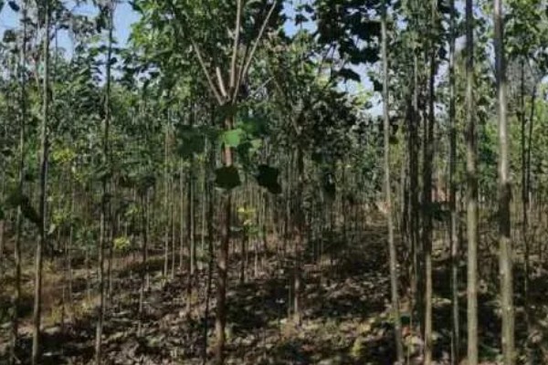 楸树的种植要点，长到一定程度时要修剪枝条