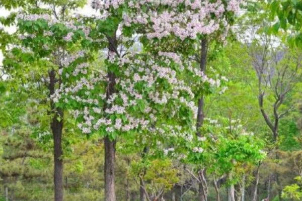 楸树的种植要点，长到一定程度时要修剪枝条