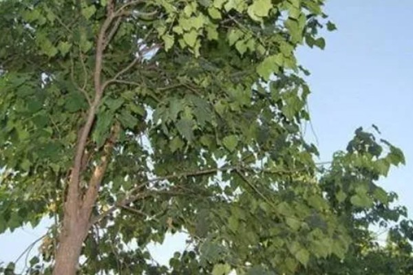 楸树的种植要点，长到一定程度时要修剪枝条