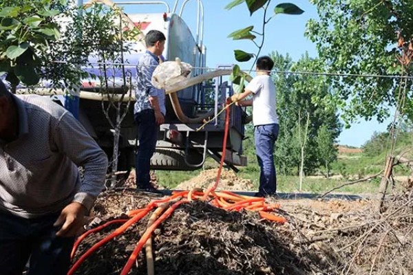 楸树的种植要点，长到一定程度时要修剪枝条