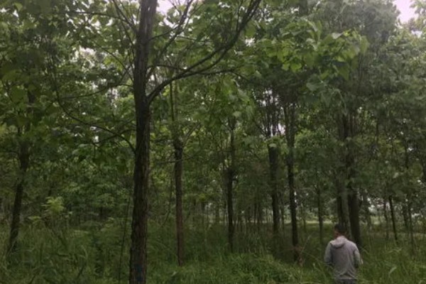 楸树的种植要点，长到一定程度时要修剪枝条