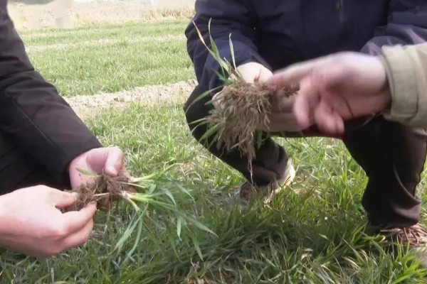 小麦出苗太稀怎么处理,需要及时补苗