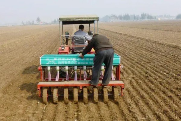 小麦出苗太稀怎么处理,需要及时补苗