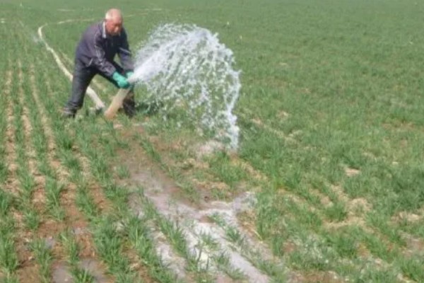 小麦出苗太稀怎么处理,需要及时补苗