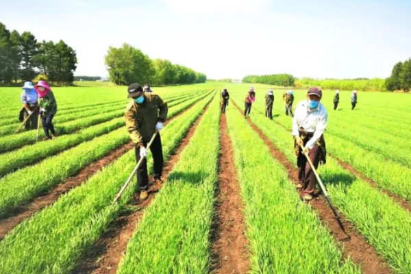 小麦出苗太稀怎么处理,需要及时补苗