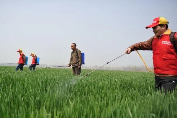 小麦出苗太稀怎么处理,需要及时补苗