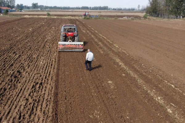 小麦出苗太稀怎么处理,需要及时补苗