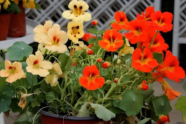 旱莲花的养殖方法，生长季节每隔1-2天浇一次水