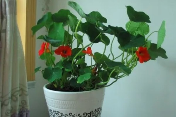 旱莲花的养殖方法，生长季节每隔1-2天浇一次水